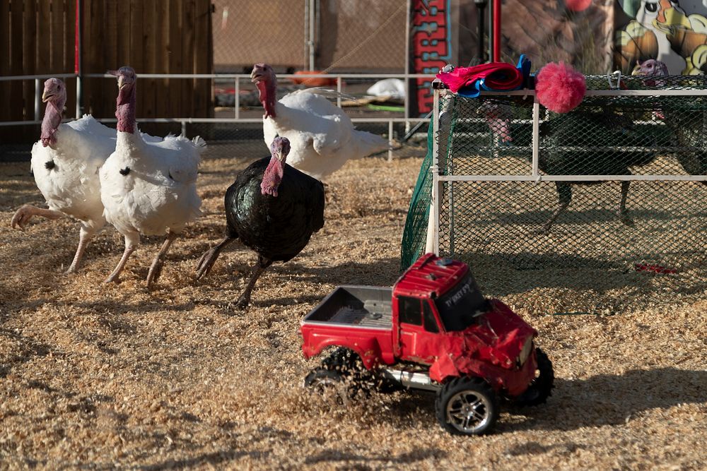 Great fun is had by all &mdash; except perhaps the hungry turkeys &mdash; in the &ldquo;turkey stampede&rdquo; in Phoenix at…
