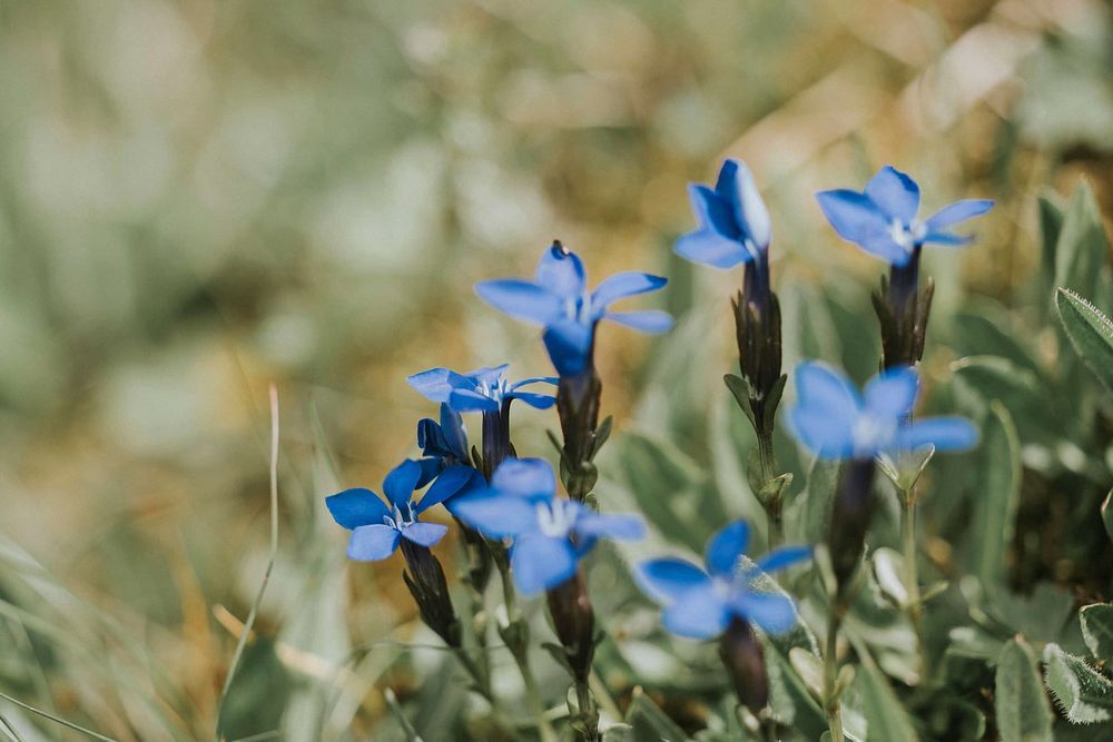 Blue Summer Flowers 