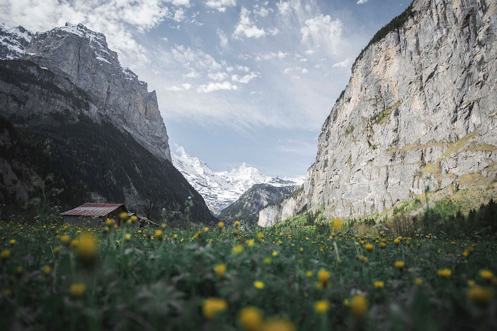 Yellow Flowers & Swiss Mountains 