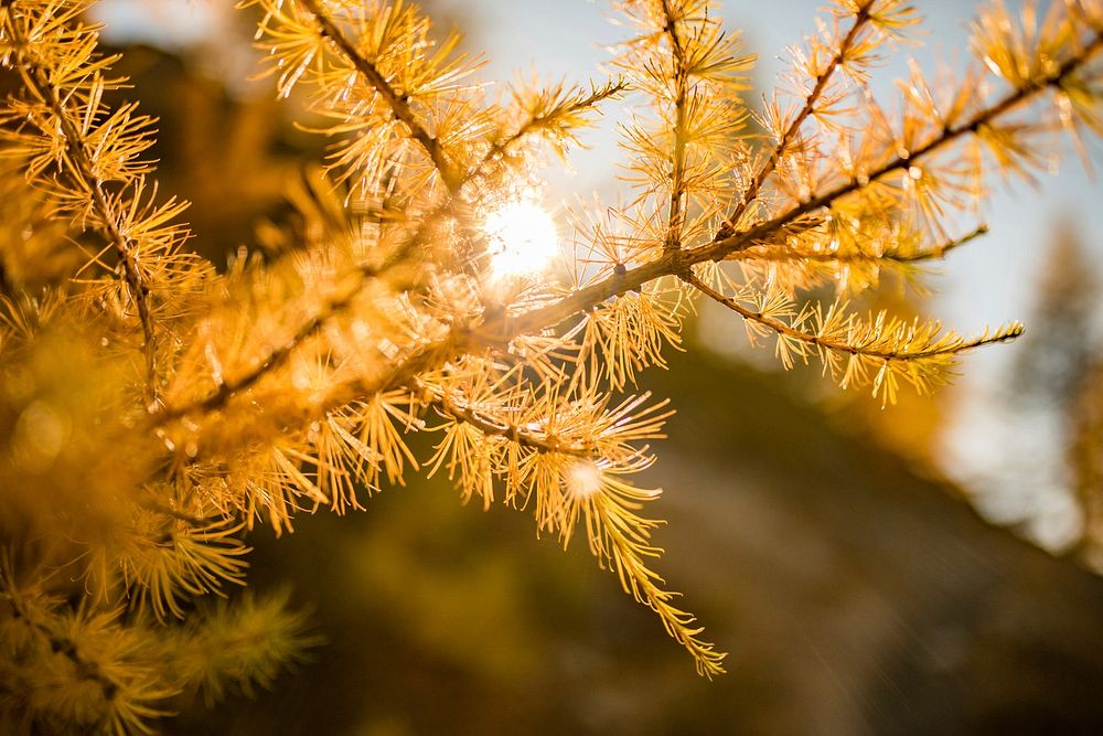 Pines in Autumn | Free Photo - rawpixel