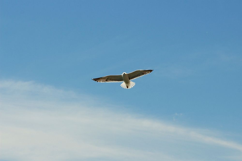 Free gull flying in the sky image, public domain animal CC0 photo.