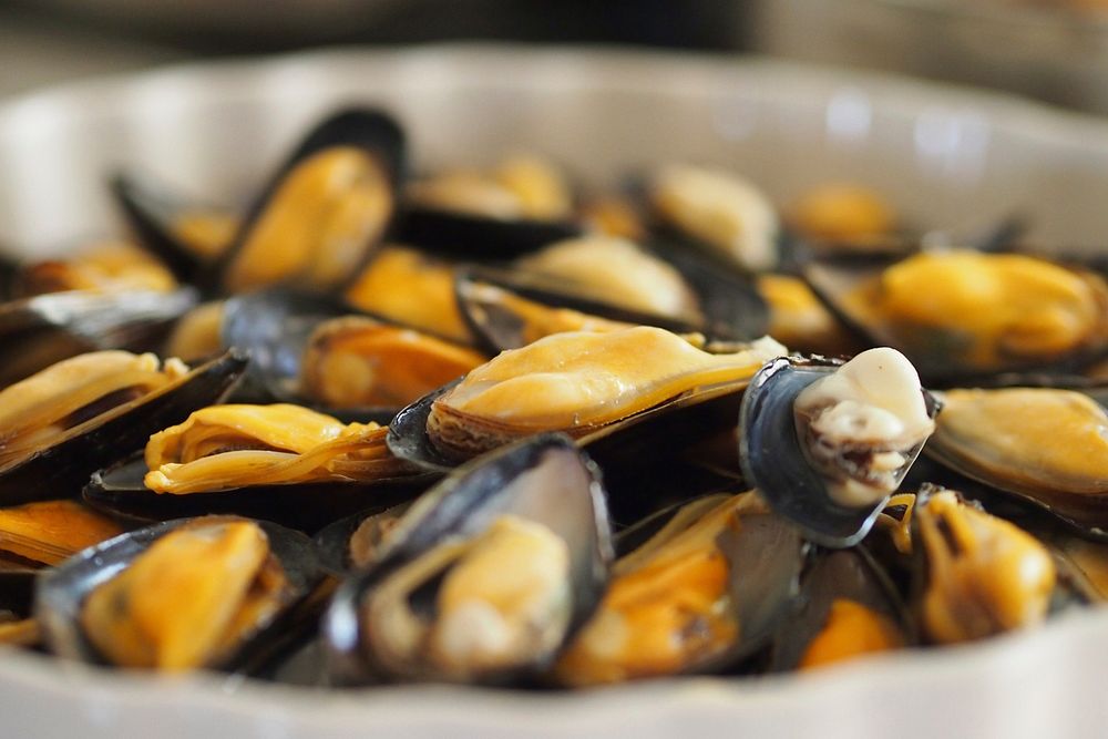 Free steamed mussels image, public domain seafood CC0 photo.