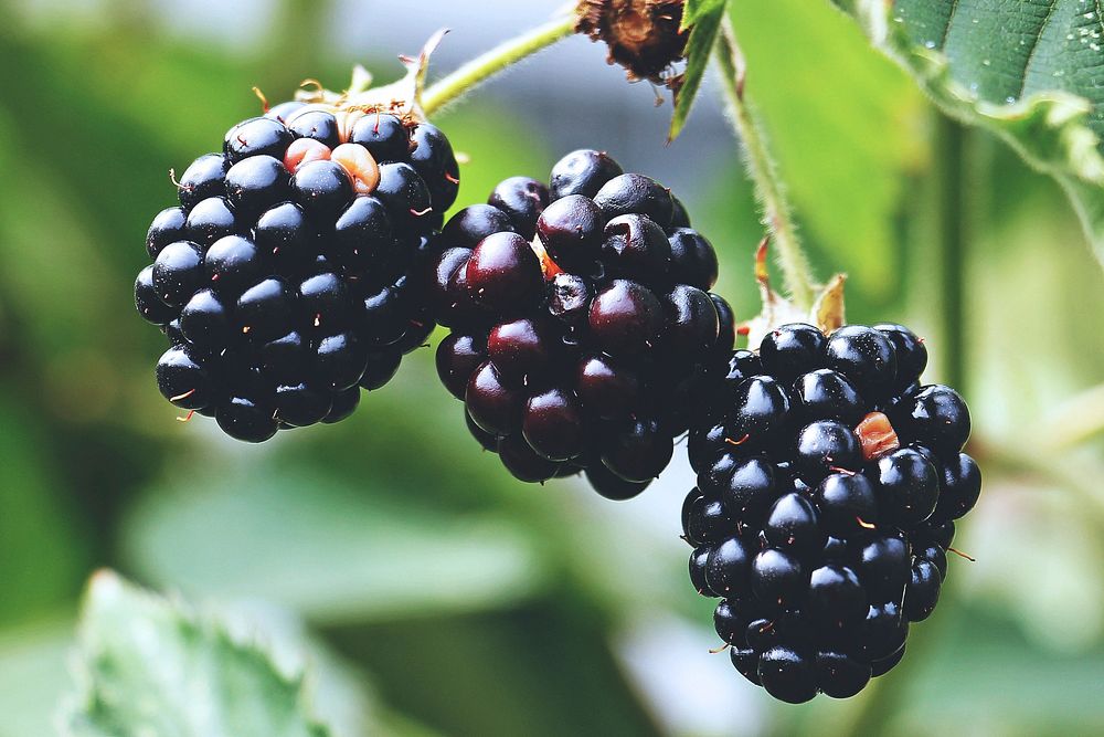 Free black berries  image, public domain fruit CC0 photo.