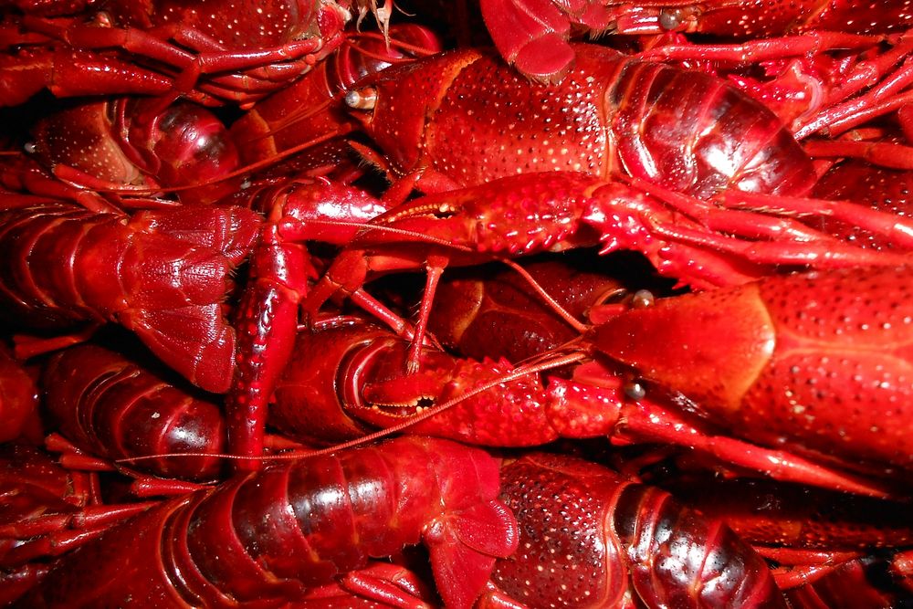 Free red crayfish image, public domain food CC0 photo.