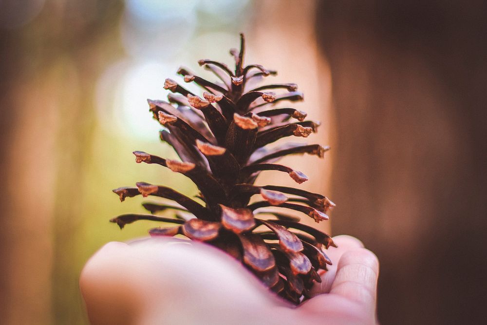 Free pine cone image, public domain plant CC0 photo.