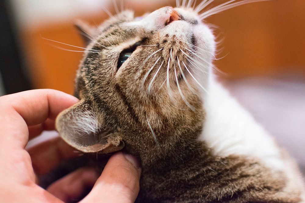 Free cute european shorthair kitten image, public domain CC0 photo.