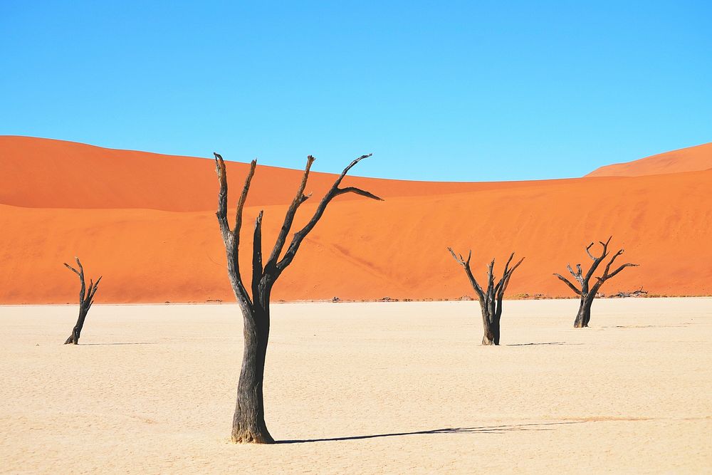 Free dead tree on desert image, public domain landscape CC0 photo.