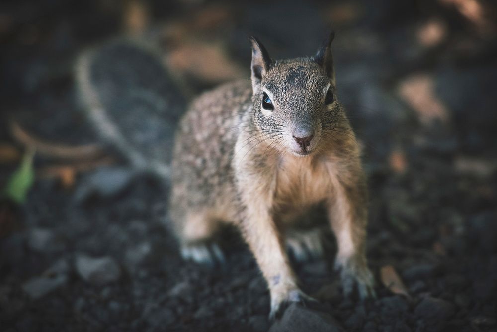 Free curious squirrel portrait image, public domain CC0 photo.