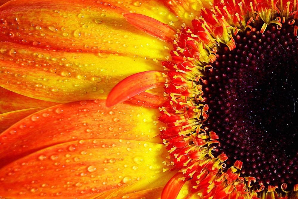 Free orange gerbera macro image, public domain flower CC0 photo.