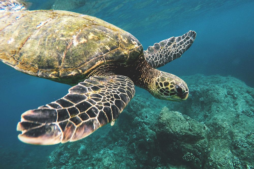 Free sea turtle image, public domain animal CC0 photo.