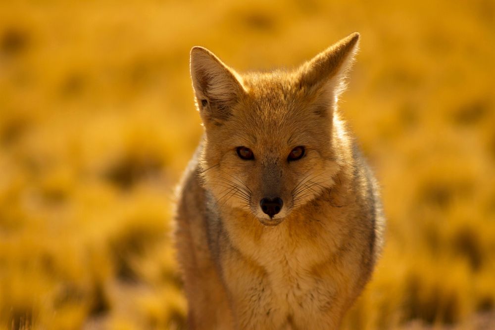 Free fox image, public domain animal CC0 photo.