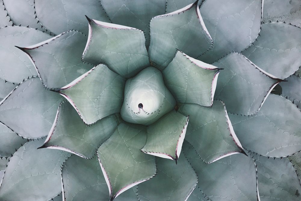 Zoom in cactus plant image.