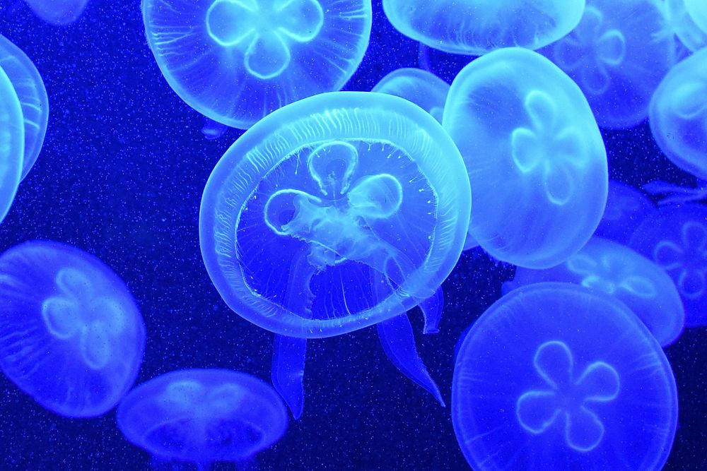 Free jellyfish image, public domain sea animal CC0 photo.