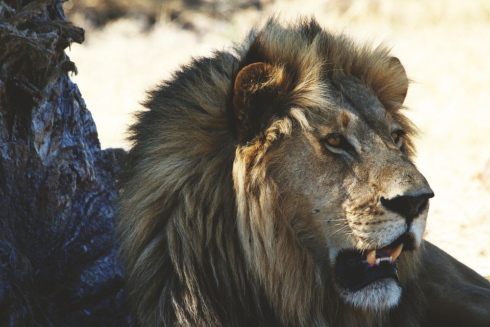 Free male lion, wildlife image, public domain CC0 photo.