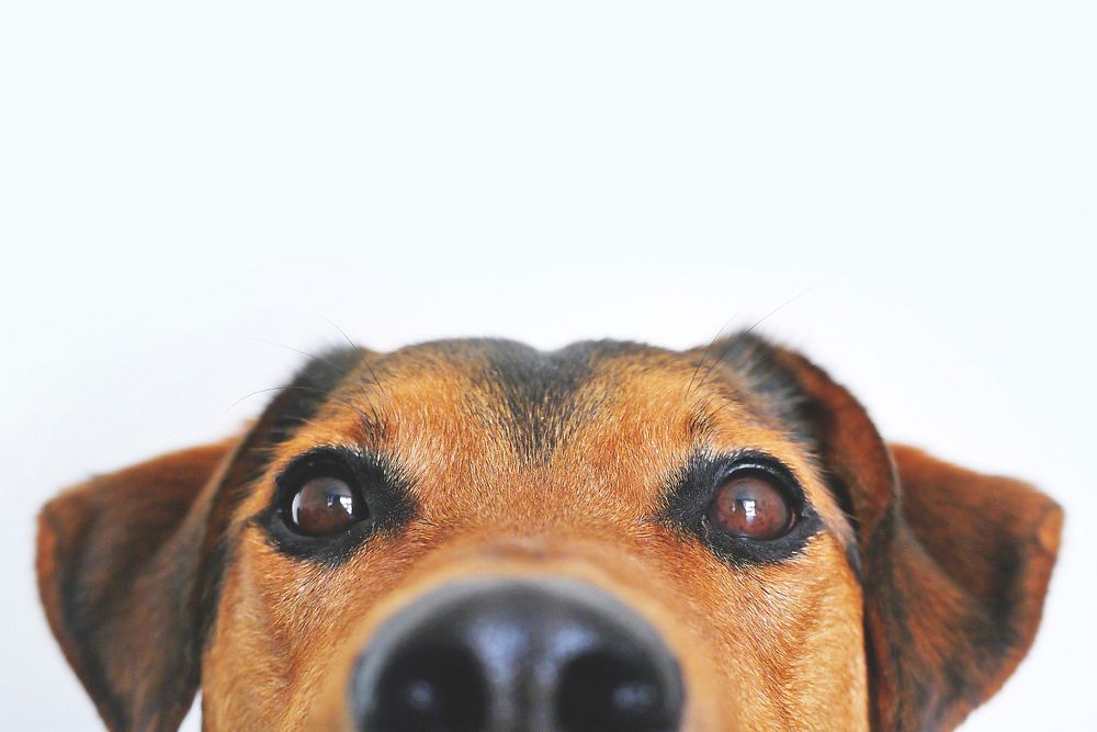 Free close up dog's face image, public domain animal CC0 photo.