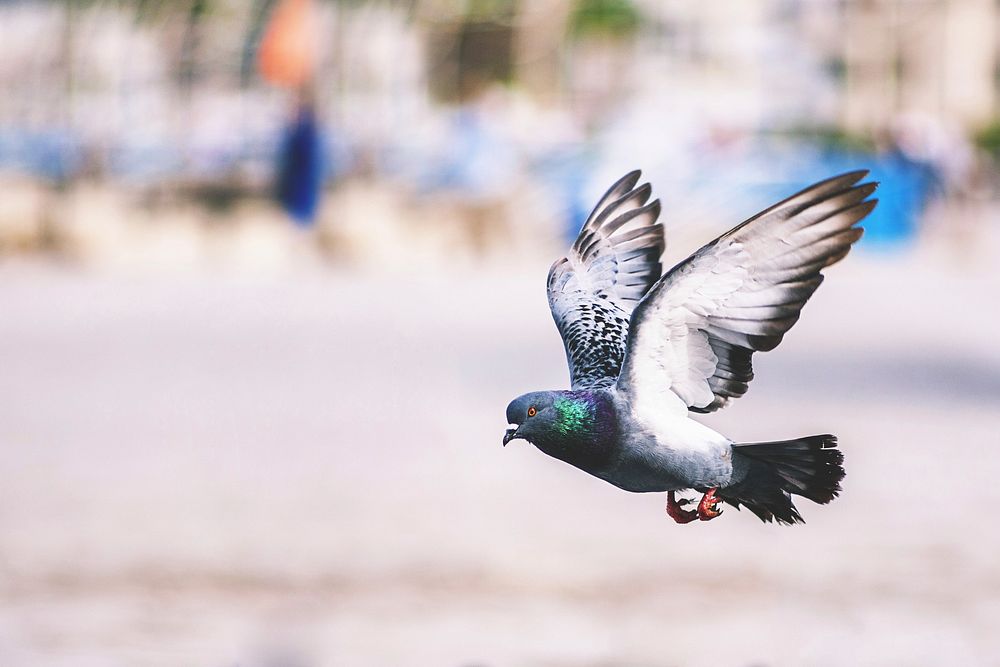 Free flying pigeon bird image, public domain animal CC0 photo.