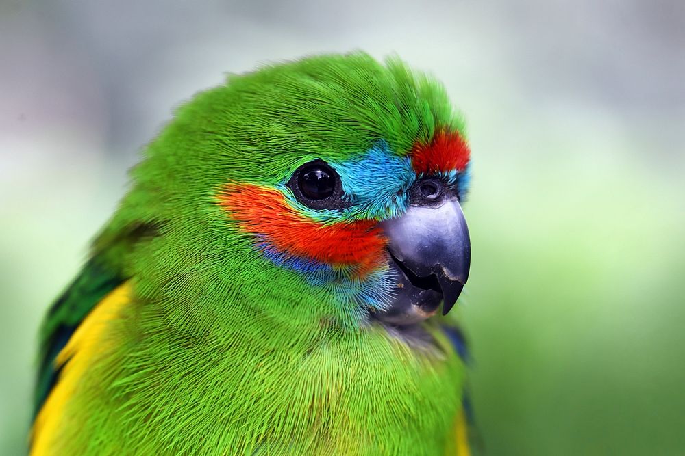 Free double eyed fig parrot image, public domain animal CC0 photo.