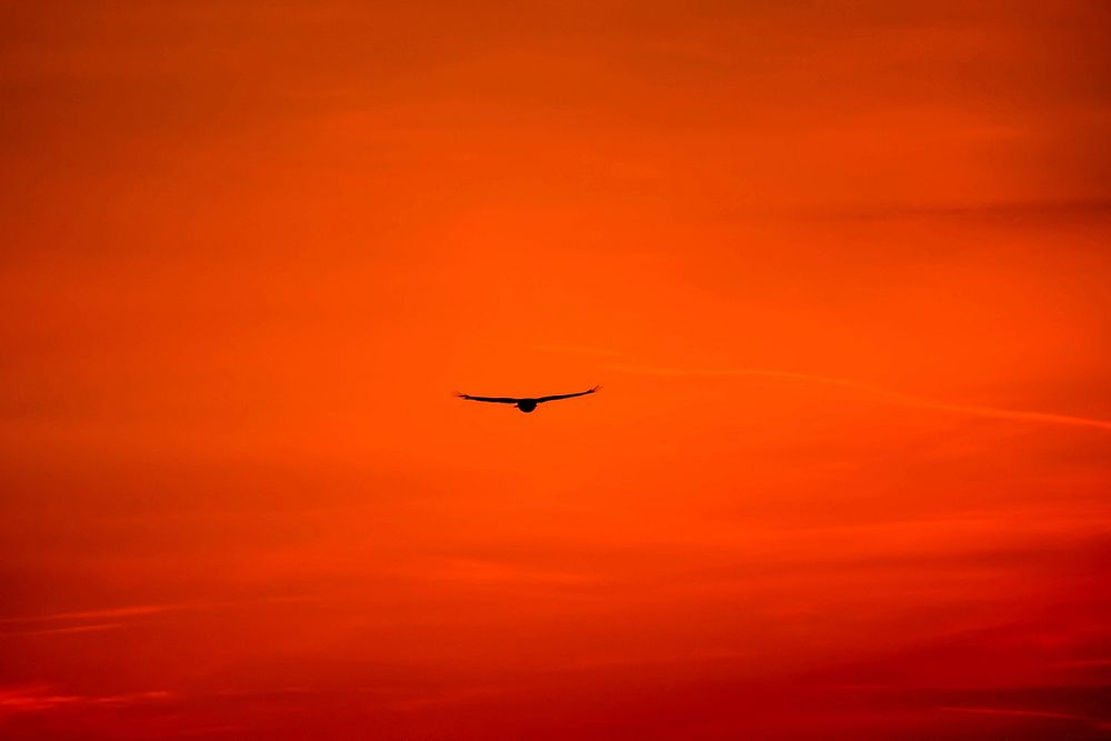 Flying Buzzard 