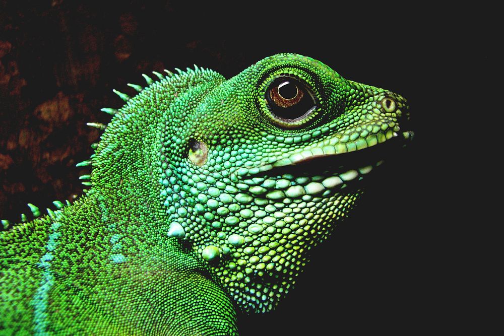 Free Iguana image, public domain reptile CC0 photo.