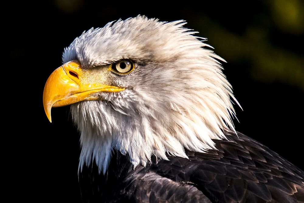 Free white eagle's head image, public domain animal CC0 photo.