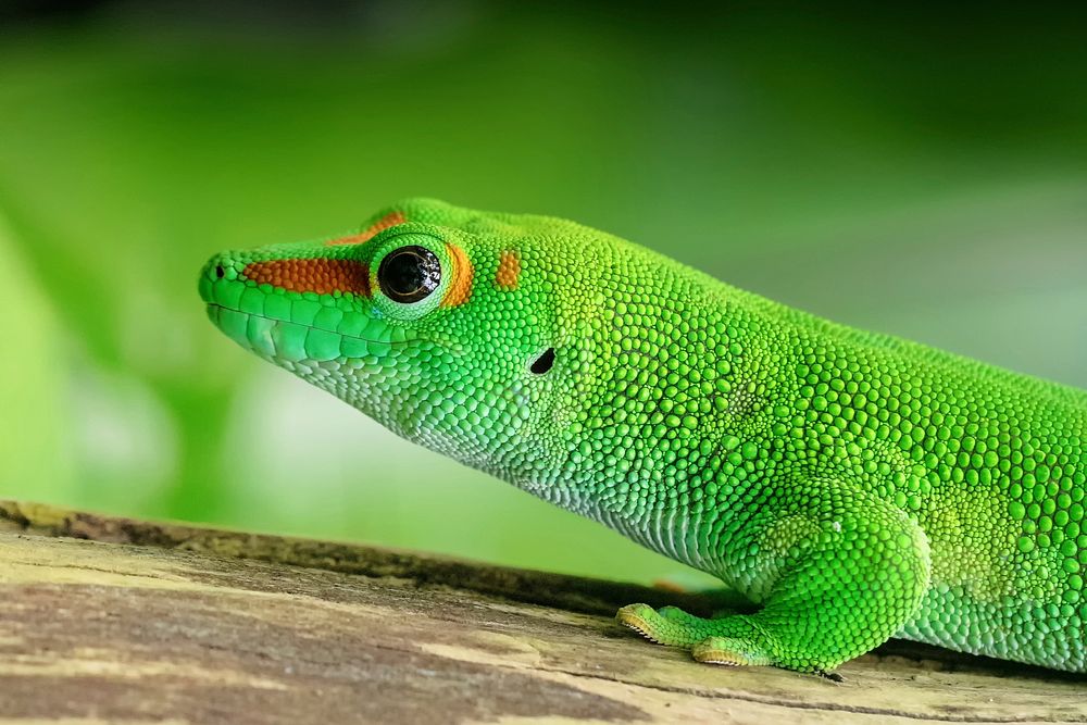 Free lizard image, public domain animal CC0 photo.