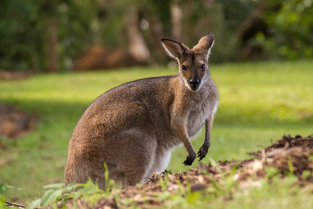 Free kangaroo image, public domain animal CC0 photo.