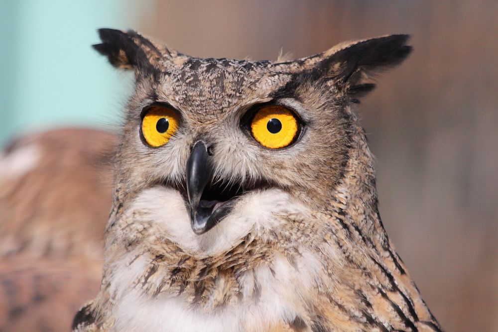 Free surprised owl image, public domain animal CC0 photo.