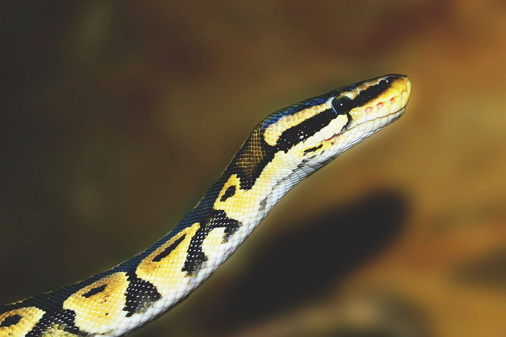 Free snake image, public domain animal CC0 photo.