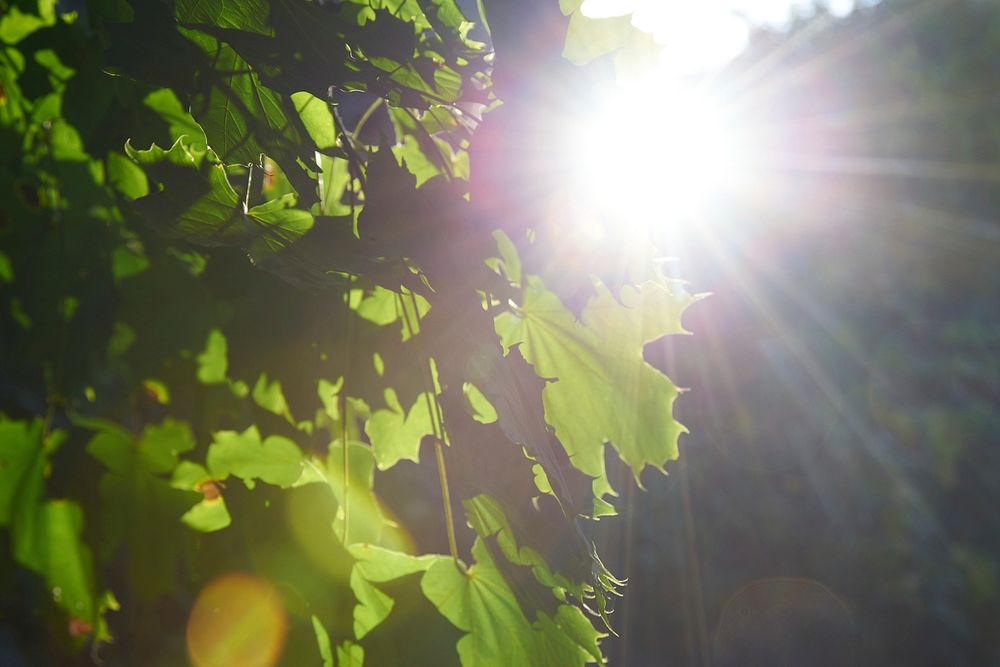 Free green autumn leaves from tree photo, public domain nature CC0 image.