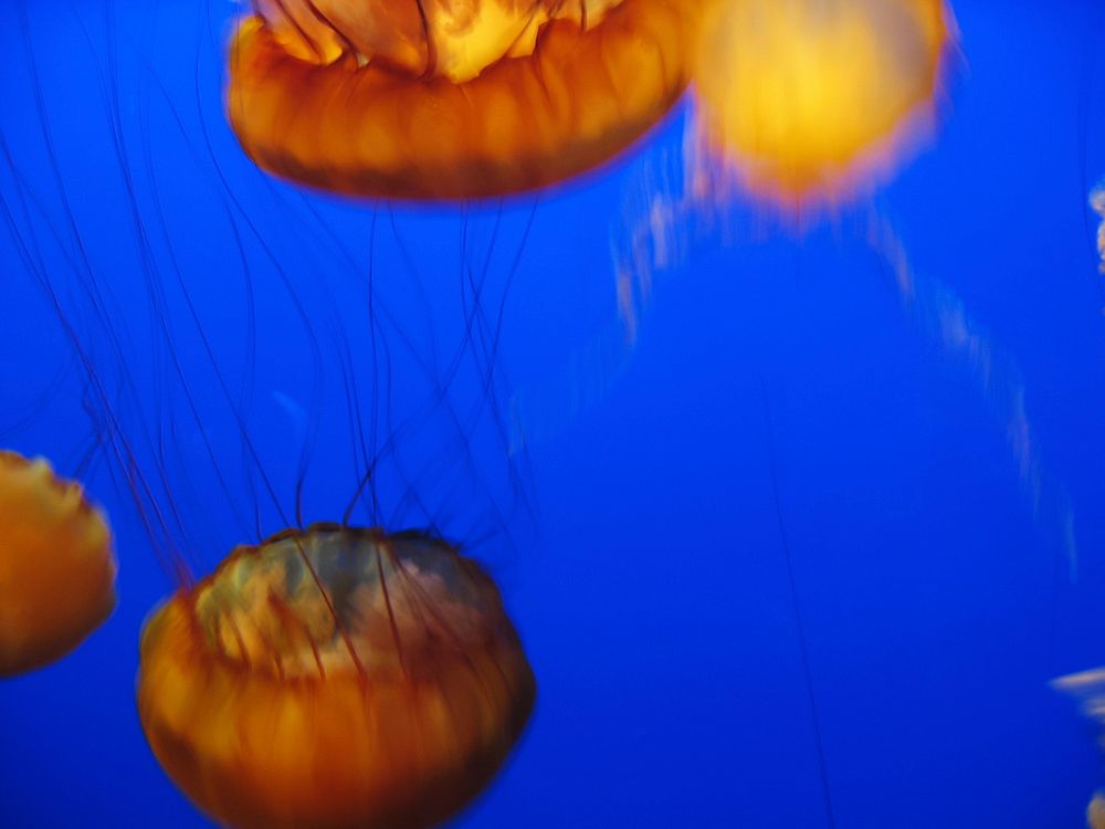 Jellyfish Background 