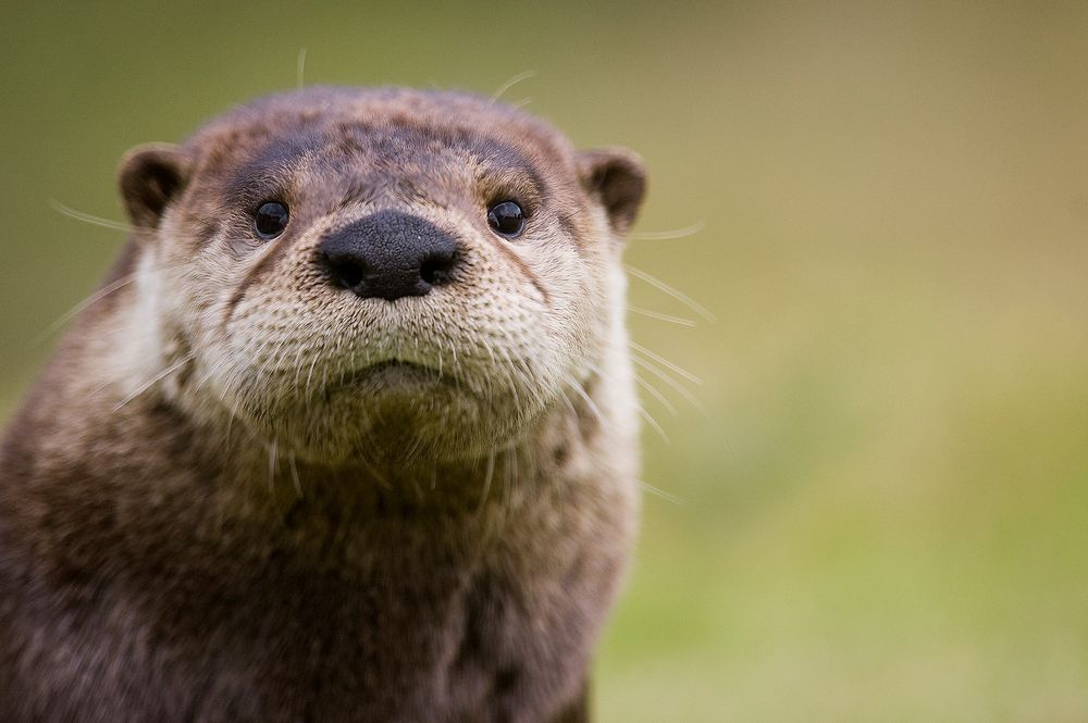 Free otter image, public domain animal CC0 photo.