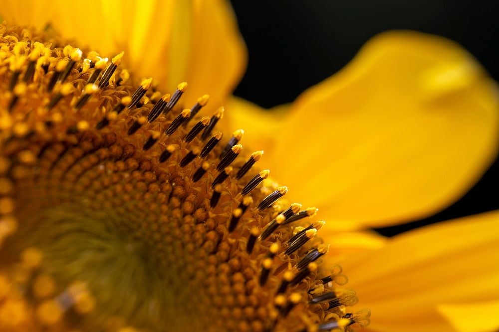 Free sunflower background image, public domain flower CC0 photo.