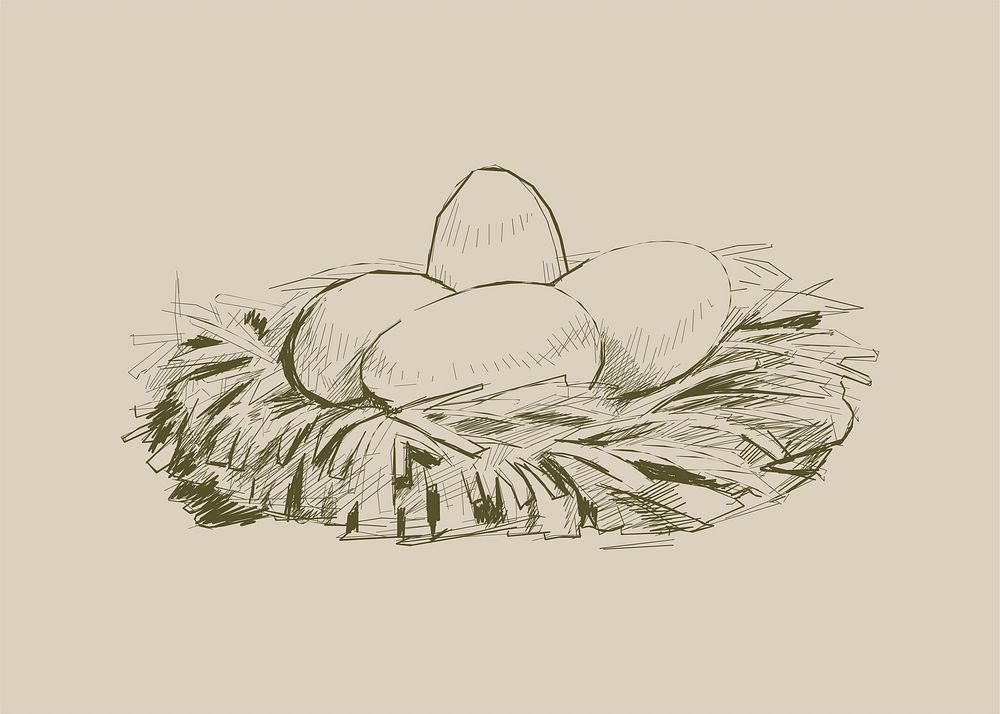 Illustration drawing style of hen eggs