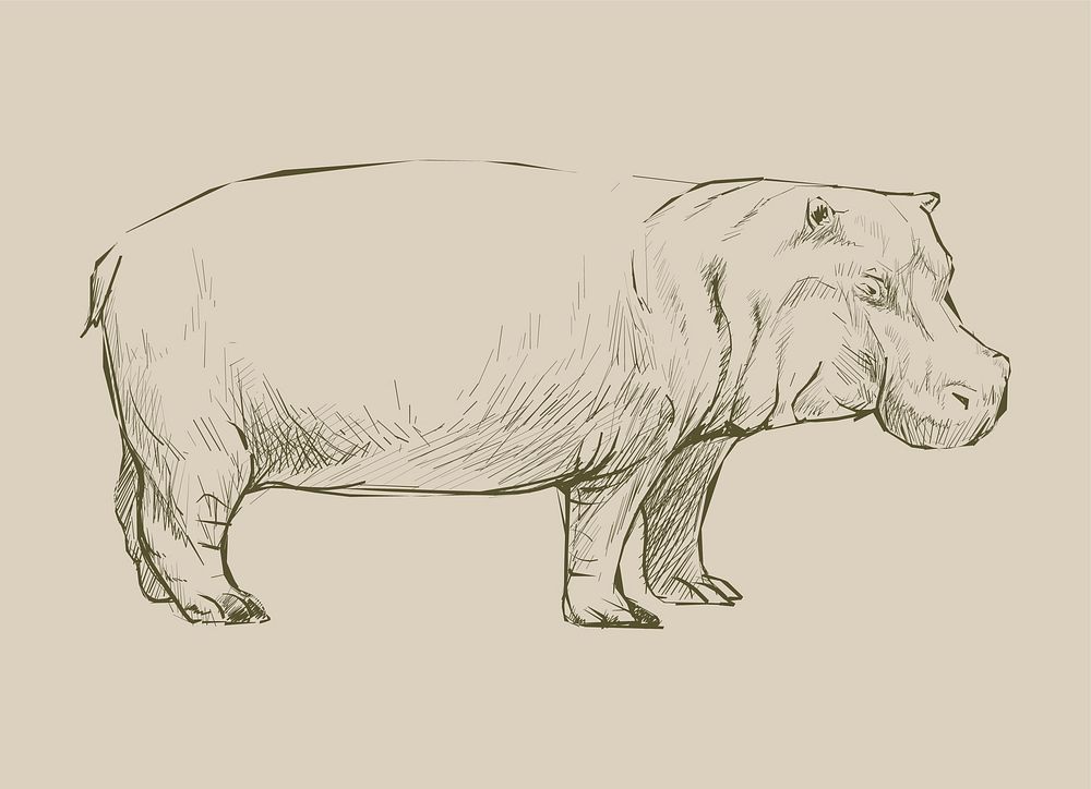 Animals Illustration of hippopotamus