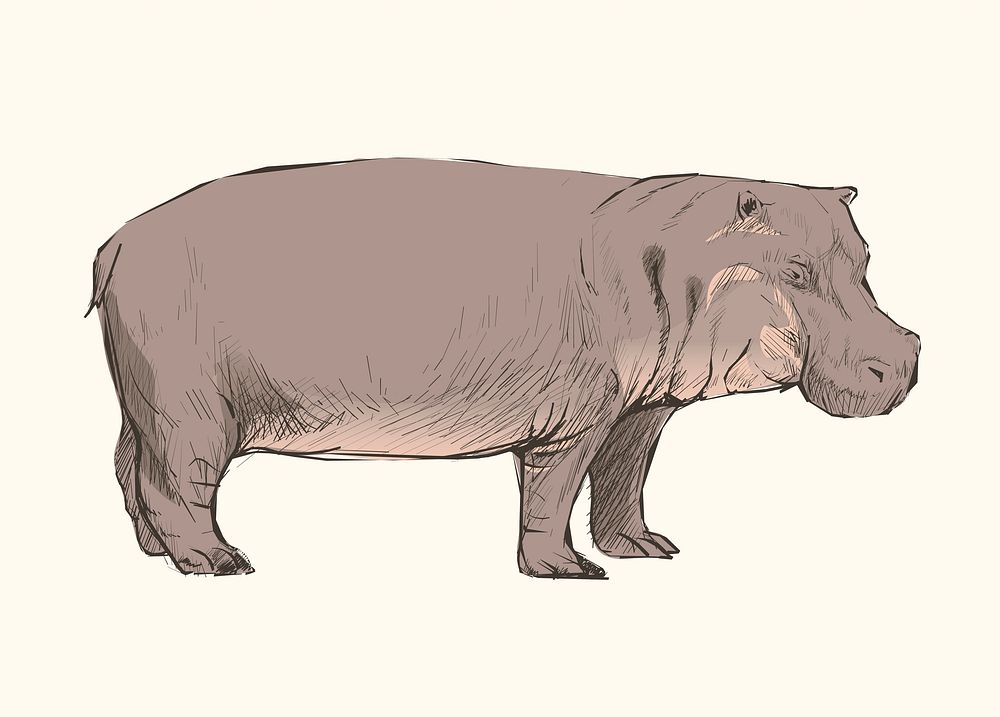 Animals Illustration of hippopotamus