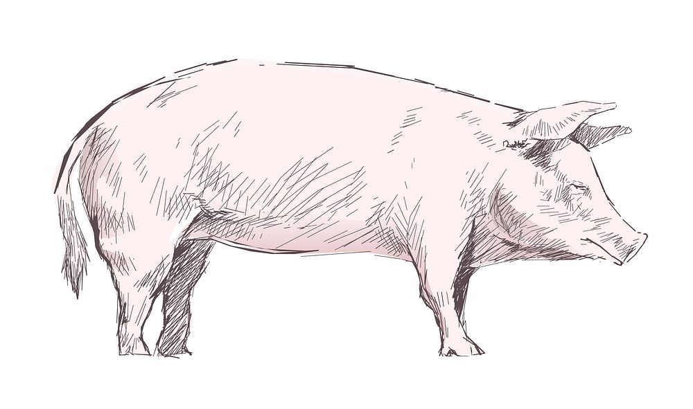 Illustration drawing style of pig