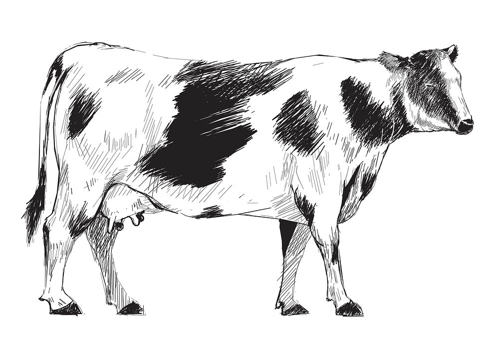 Illustration drawing style of cow