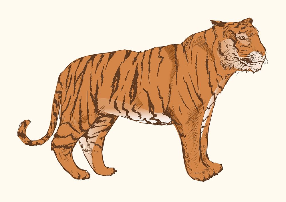 Illustration drawing style of tiger