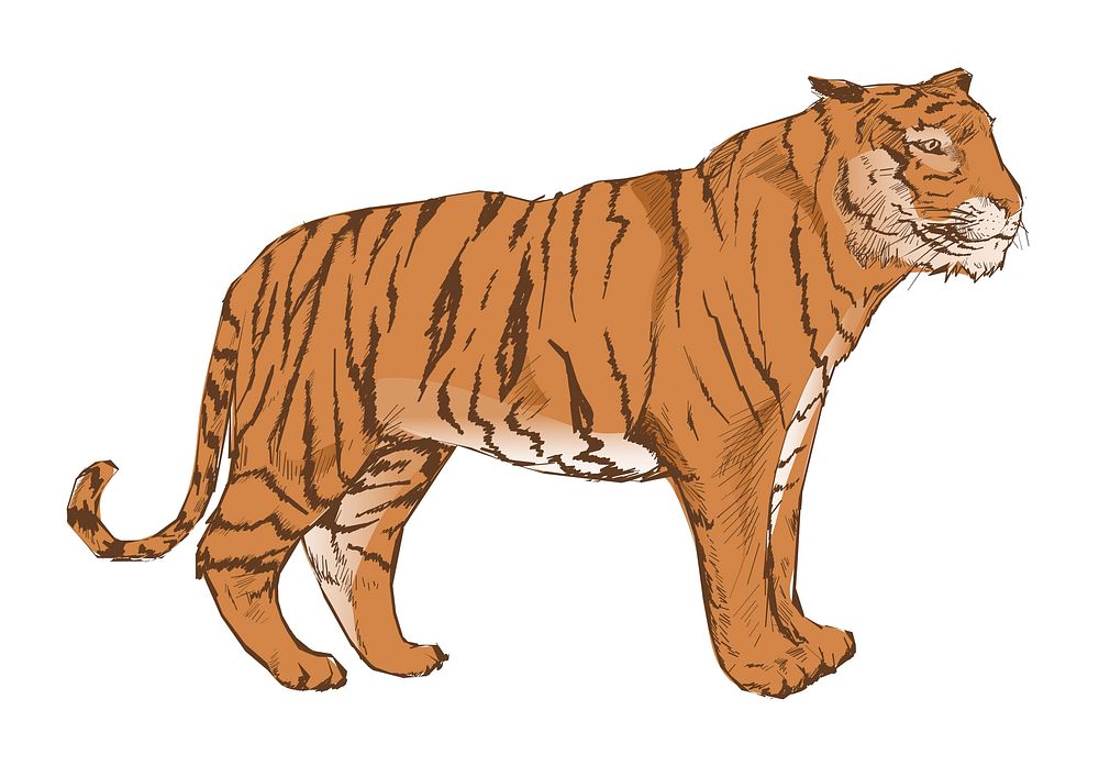 tiger side view drawing