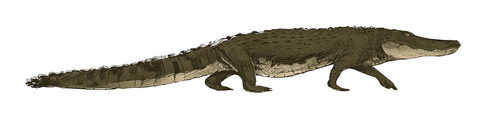 Illustration drawing style of alligator