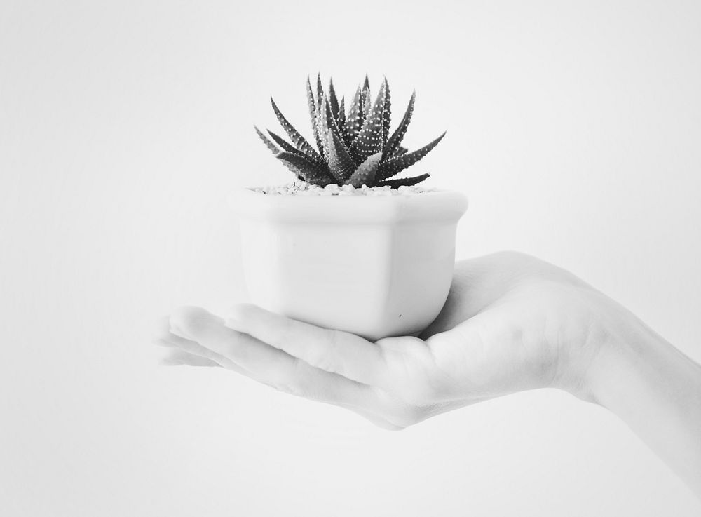 Closeup of hand holding a pot with a cactus