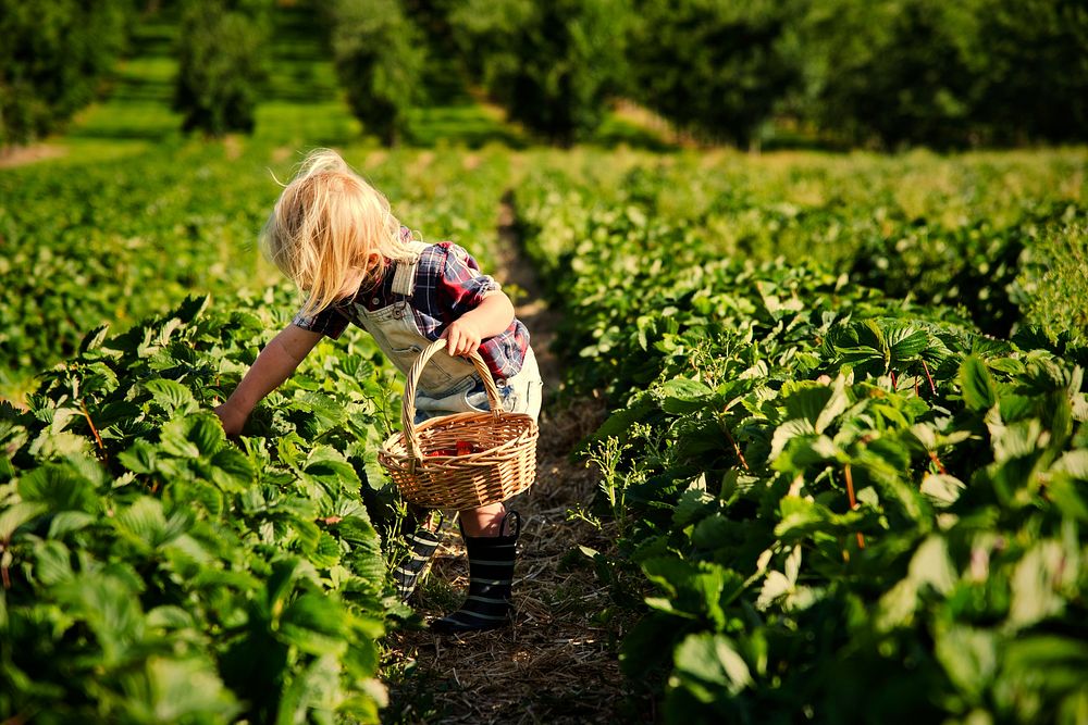 Boy picking strawberries in a field