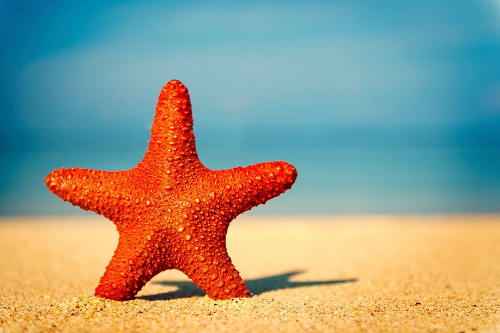 Red starfish on a tropical beach