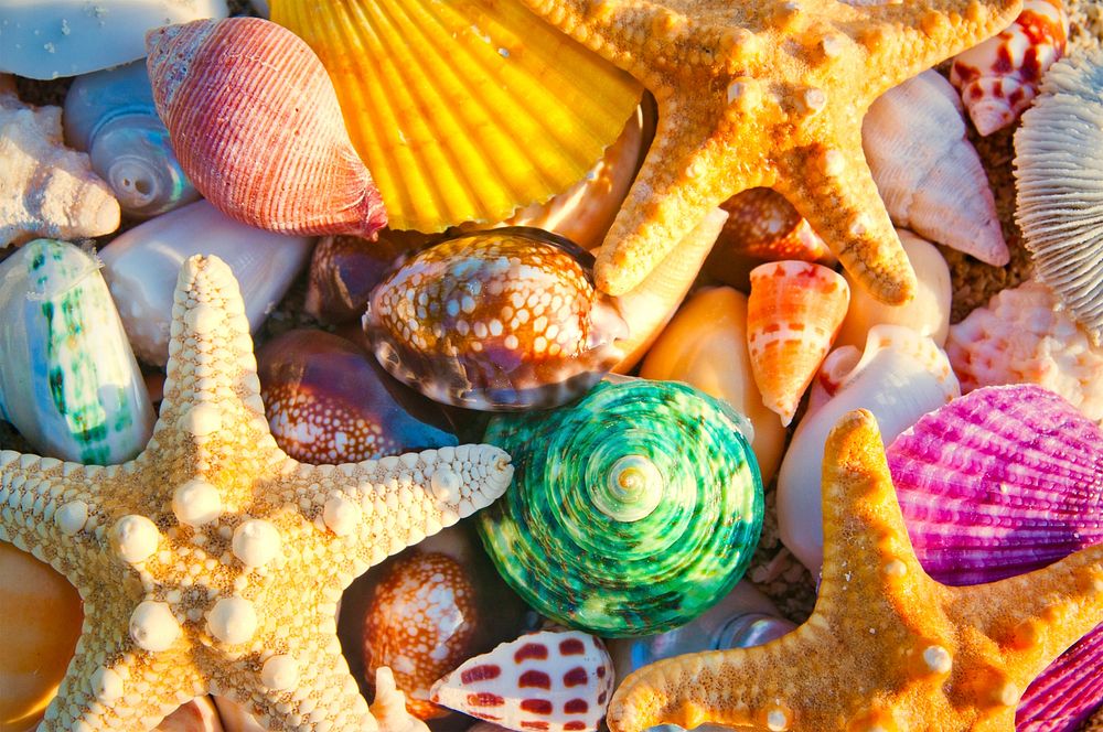 Colorful sea shells and starfish