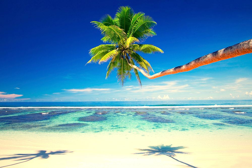 Coconut tree at a tropical beach on Samoa