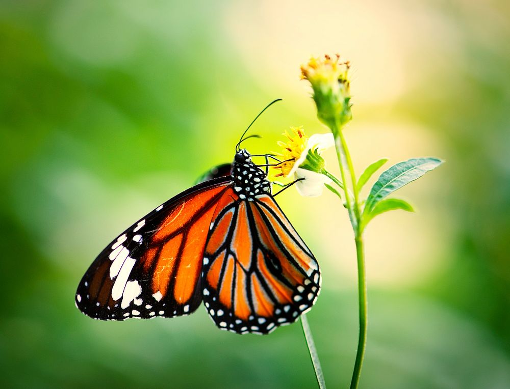 Closeup of a Monarch butterfly