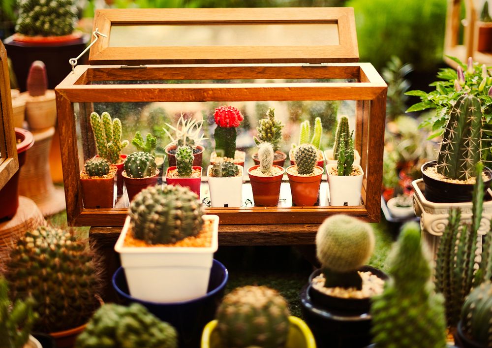 Collection of tiny cacti in a box