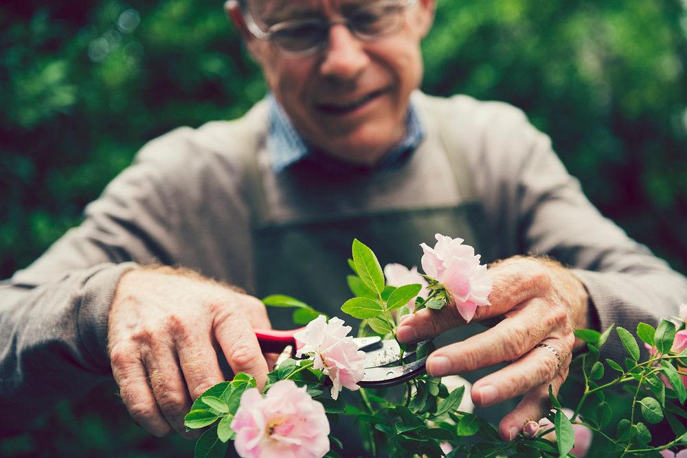 Mature man tending to his flowers