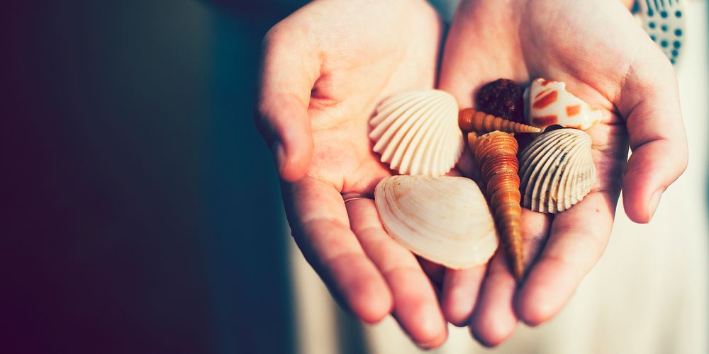 Seashells in a girl's hands