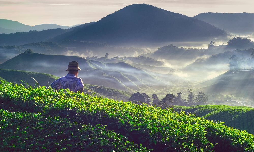 Farmer at a tea plantation in Malaysia